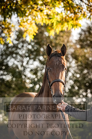 Goffs Orby Inspections 2023-88