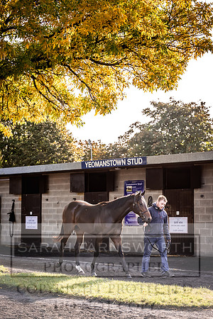 Goffs Orby Inspections 2023-128