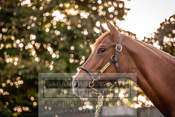 Goffs Orby Inspections 2023-63