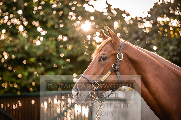 Goffs Orby Inspections 2023-60
