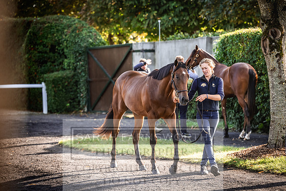Goffs Orby Inspections 2023-124
