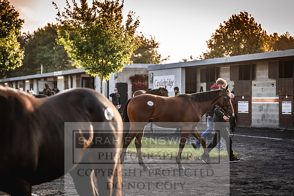 Goffs Orby Inspections 2023-11