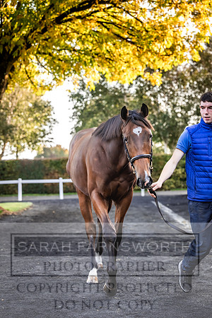 Goffs Orby Inspections 2023-82