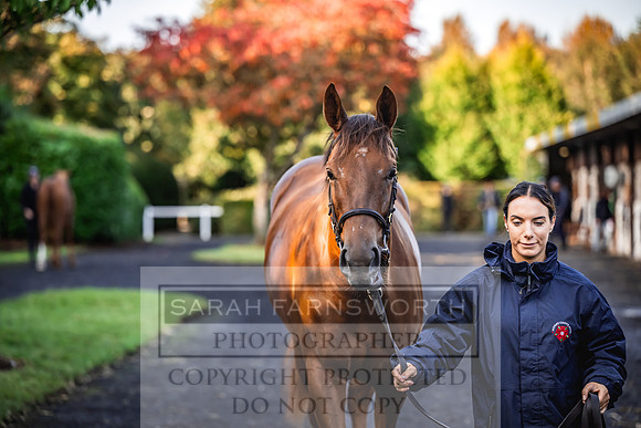 Goffs Orby Inspections 2023-23