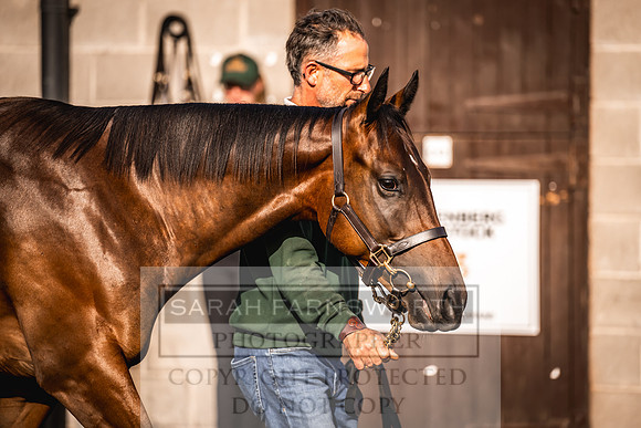 Goffs Orby Inspections 2023-153