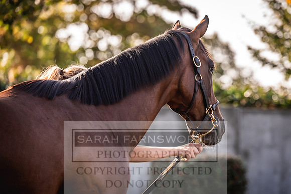 Goffs Orby Inspections 2023-119