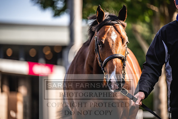 Goffs Orby Inspections 2023-146