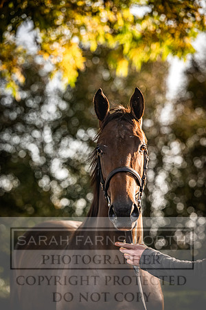 Goffs Orby Inspections 2023-89