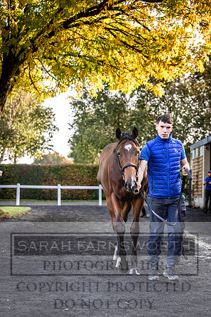 Goffs Orby Inspections 2023-78