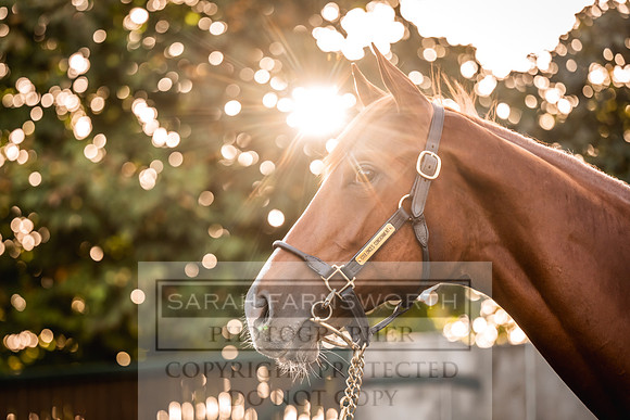 Goffs Orby Inspections 2023-62