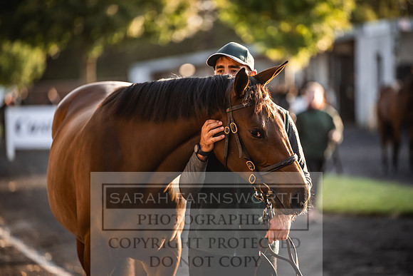 Goffs Orby Inspections 2023-3