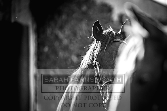 Goffs Orby Inspections 2023-15