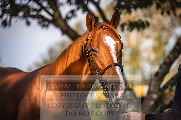 Goffs Orby Inspections 2023-32