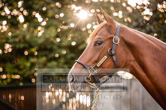 Goffs Orby Inspections 2023-61