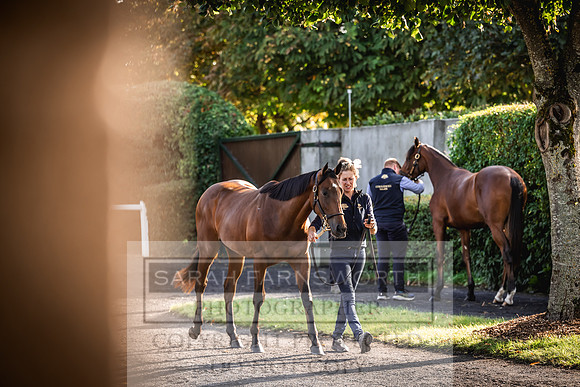 Goffs Orby Inspections 2023-123