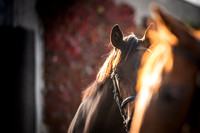 Goffs Orby Inspections 2023-16