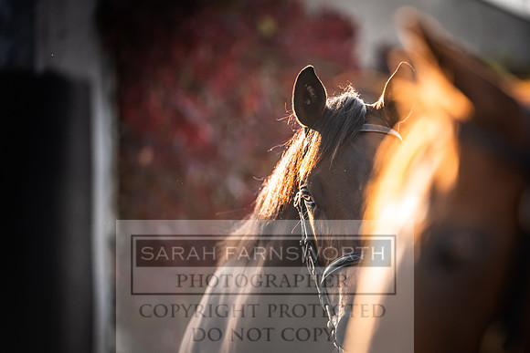 Goffs Orby Inspections 2023-16