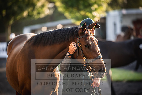 Goffs Orby Inspections 2023-7