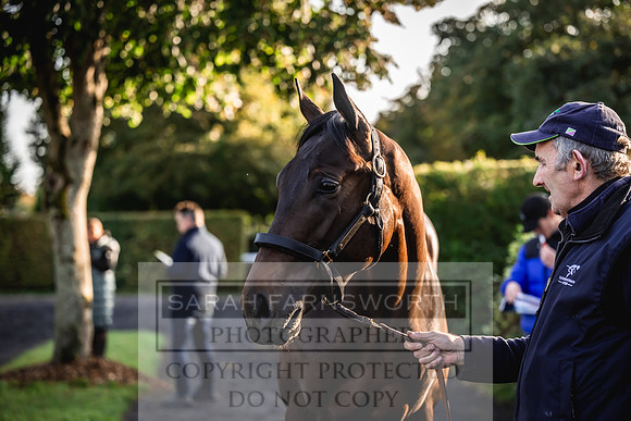 Goffs Orby Inspections 2023-75