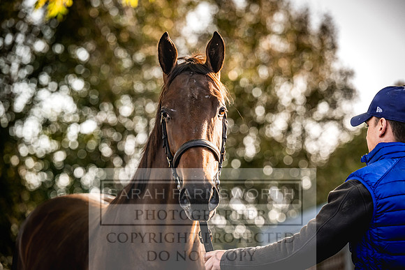 Goffs Orby Inspections 2023-87