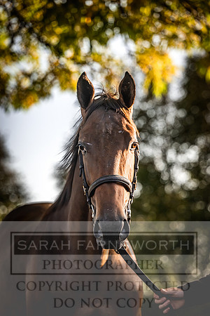 Goffs Orby Inspections 2023-90
