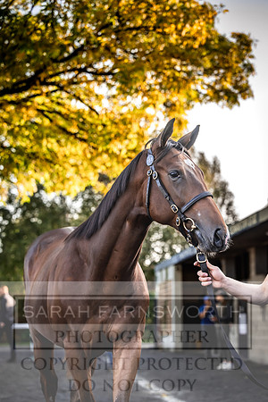 Goffs Orby Inspections 2023-80
