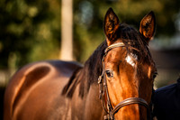 Goffs Orby Inspections 2023-18