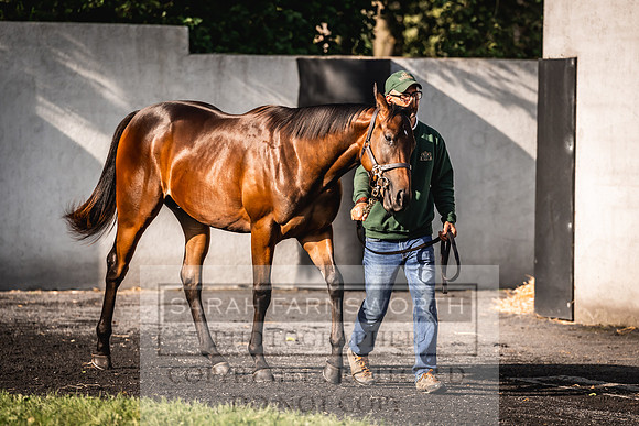 Goffs Orby Inspections 2023-149