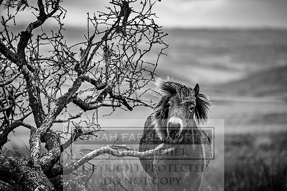 Exmoor Autumn 2020-31