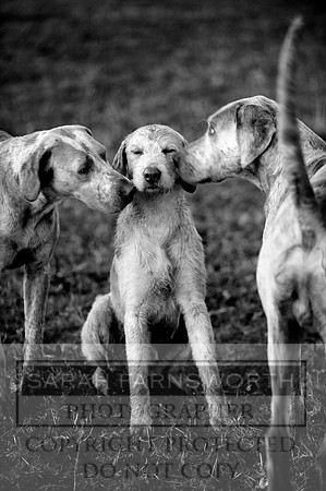 WHH 140211 120 bw