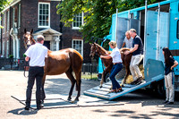 Goffs London Sale 2017-3