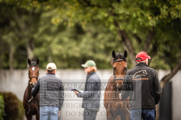 Goffs Orby 2022 Day 1-27