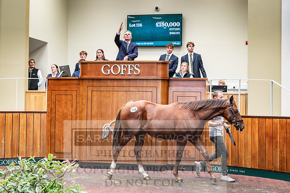 Goffs UK PY24-151