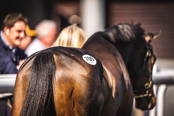 Goffs UK Spring Sale 22 Day 4-178