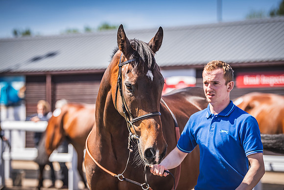Goffs UK Spring Sale 22 Day 4-99