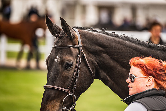 Goffs UK Spring Sale 22 Day 4-70