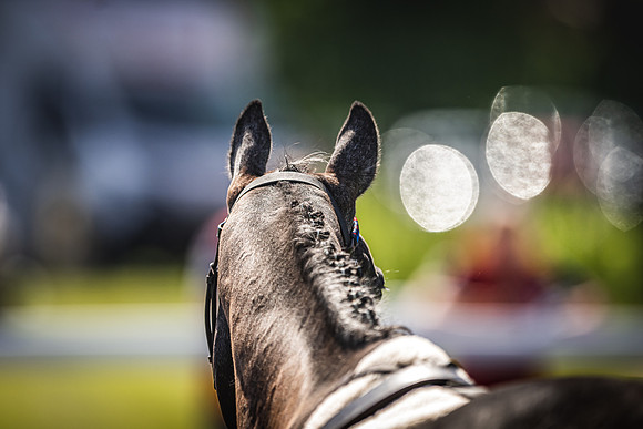 Goffs UK Spring Sale 22 Day 4-137