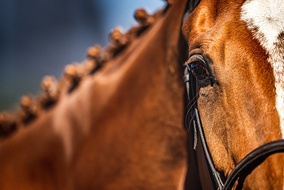 Goffs UK Spring Sale 22 Day 4-166