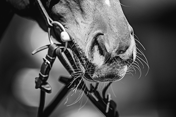 Goffs UK Spring Sale 22 Day 4-163