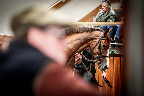 Goffs UK Spring Sale 22 Day 4-80