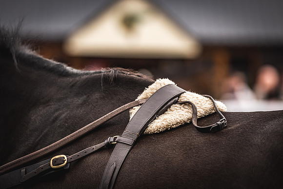 Goffs UK Spring Sale 22 Day 4-25