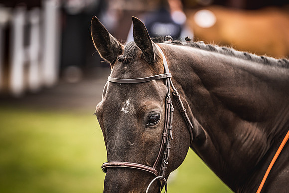 Goffs UK Spring Sale 22 Day 4-68