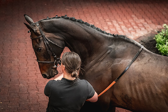 Goffs UK Spring Sale 22 Day 4-21
