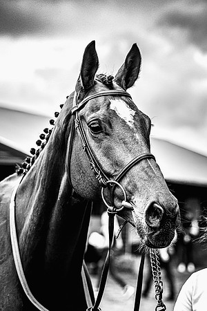 Goffs UK Spring Sale 22 Day 4-4