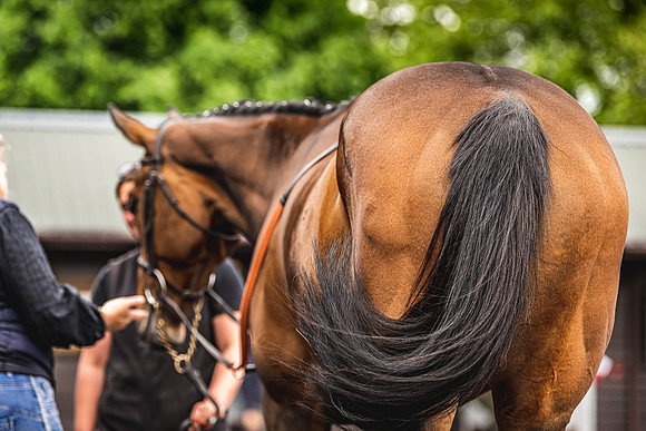 Goffs UK Spring Sale 22 Day 4-55