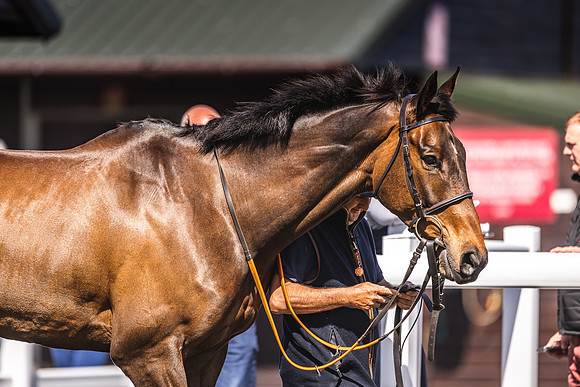 Goffs UK Spring Sale 22 Day 4-113