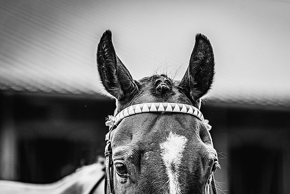 Goffs UK Spring Sale 22 Day 4-31