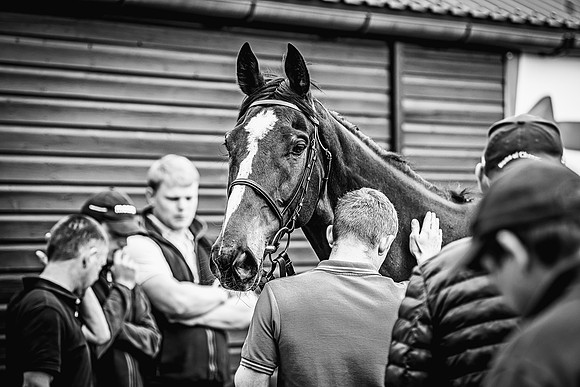 Goffs UK Spring Sale 22 Day 4-27