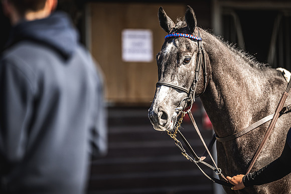 Goffs UK Spring Sale 22 Day 4-169