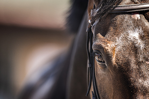 Goffs UK Spring Sale 22 Day 4-160